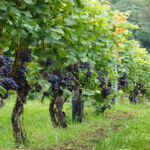 Uprawa winorośli