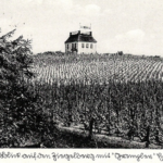 Historia polskiego winiarstwa